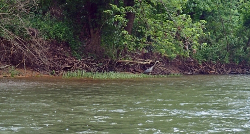 A heron hunts for fish