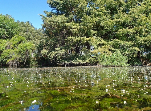 Lady Bird Lake